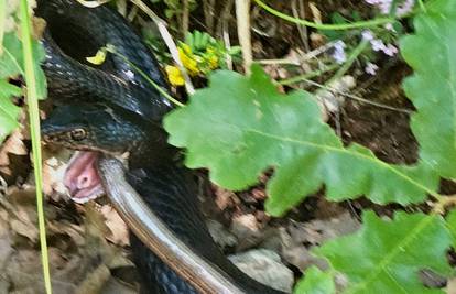 FOTO Okršaj zmije i guštera u Istri, stručnjak za 24sata: 'Crni gad napao je i pojeo sljepića!'