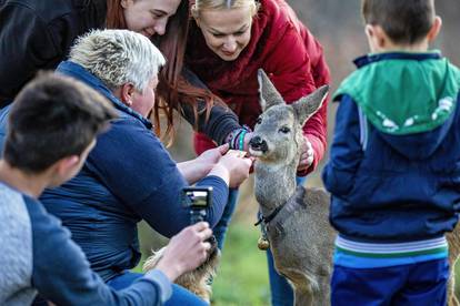 Istarski Bambi svaki dan dolazi po mlijeko i kekse: 'Postao je član obitelji, svi ga volimo!'