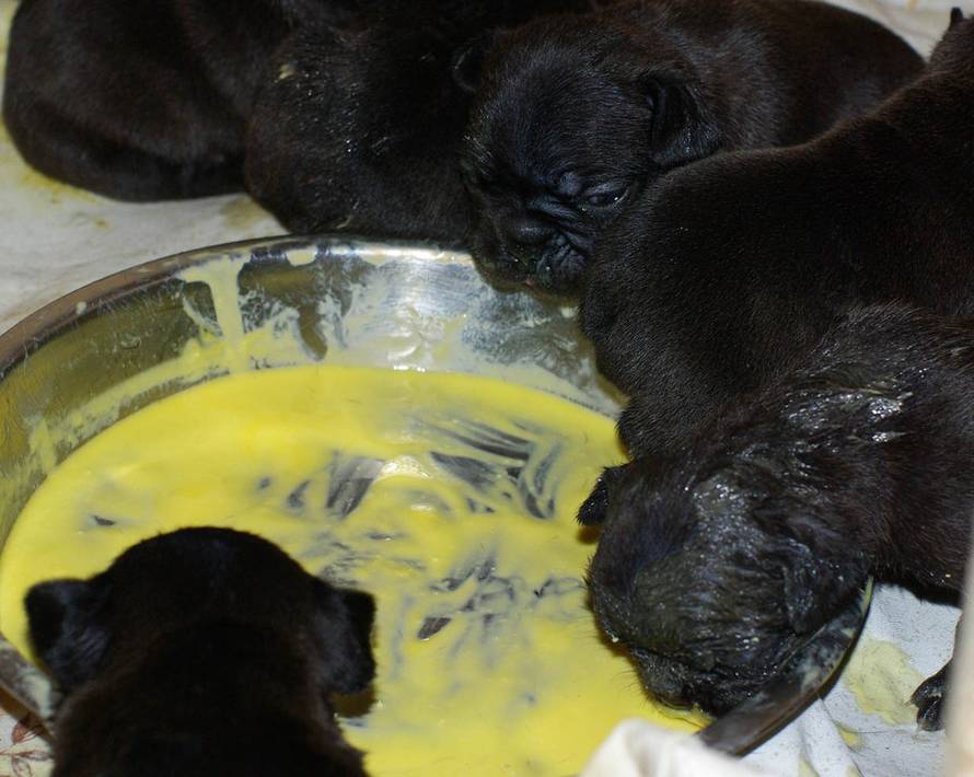 Uzgajivačnica Totegnac