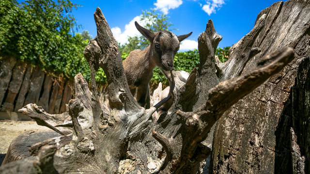 U Zoološki vrt u Zagrebu stigle dvije prinove patuljastih kozlića