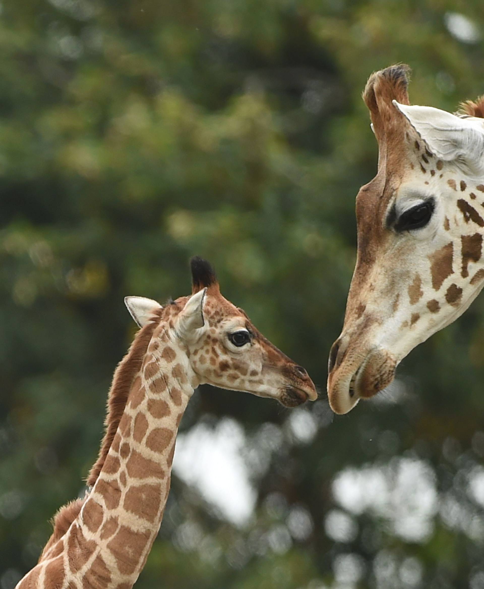 Rothschild's giraffe calves