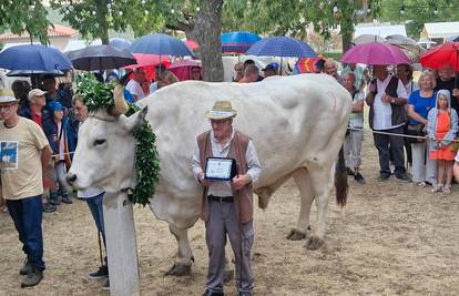 Smotra boškarina: Sarožin je i s 35 kilograma manje ostao kralj!