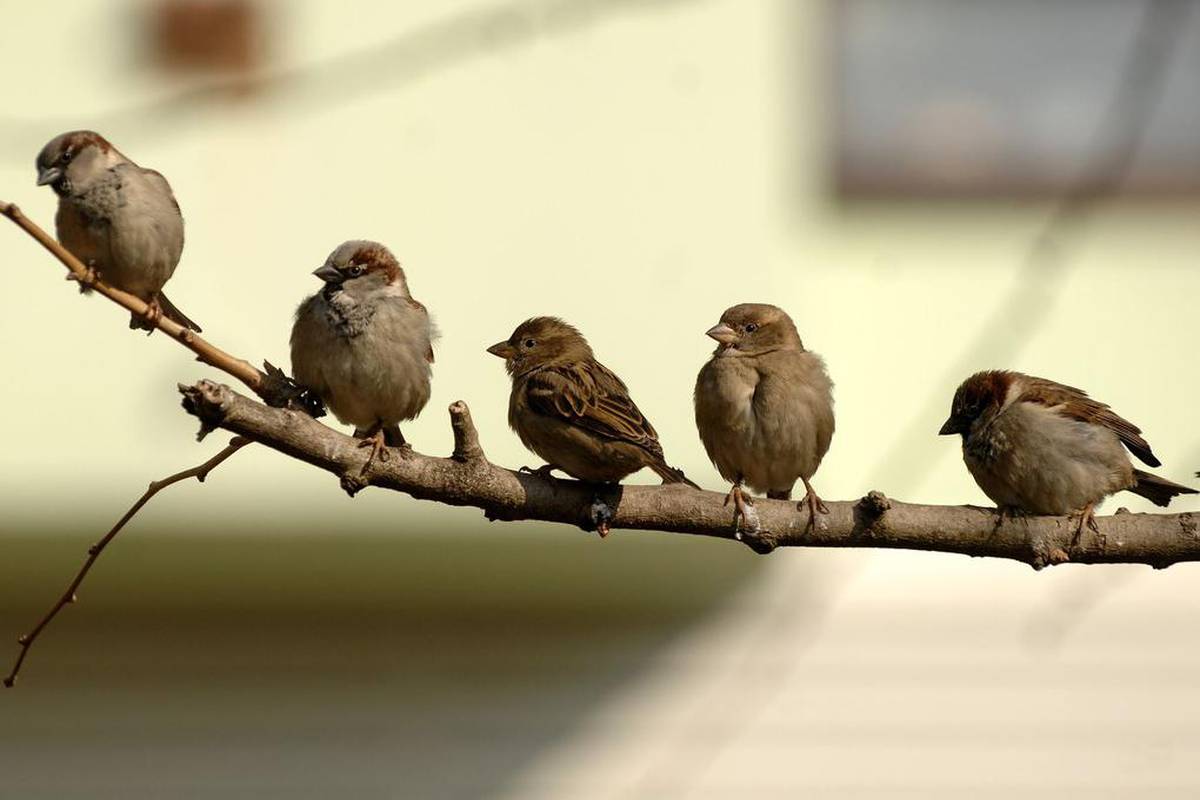 Pjev ptica utječe na sreću ljudi isto koliko i povišica na poslu