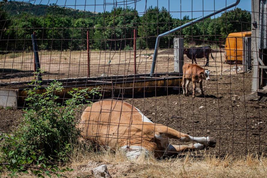 Gornje Maovice: Mjesto gdje je potvrđen slučaj bedrenice