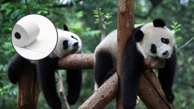 Kina: Izmet pandi koristi se za WC papir