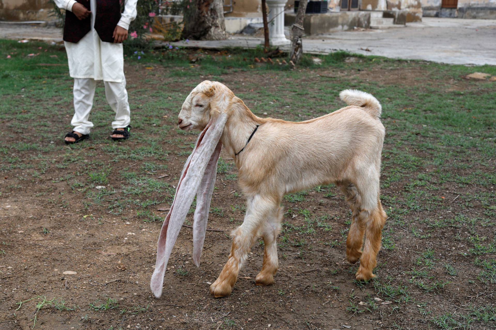 Simba, one month and four days old kid goat with 22-inch long ears, in Karachi