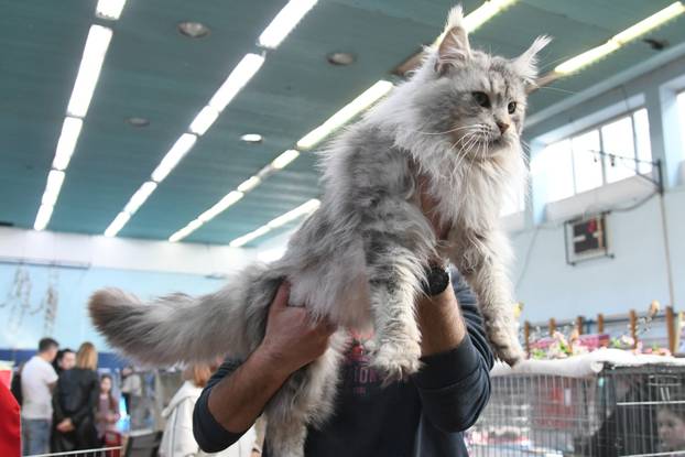 Bjelovar: Međunarodna izložba pasminskih mačaka u organizaciji Saveza felinoloških društava Hrvatske