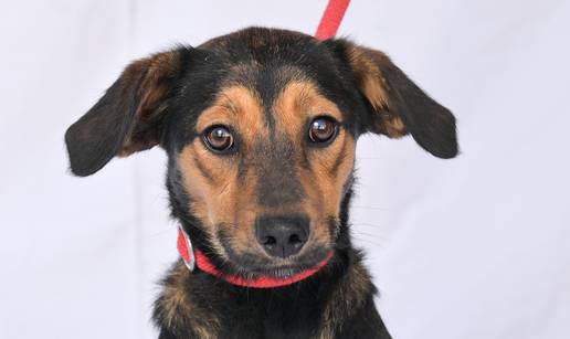 Ova njuška zaslužuje bolji život. Akcija azila Dumovec i 24sata: 'Noka ne traži puno, samo dom'