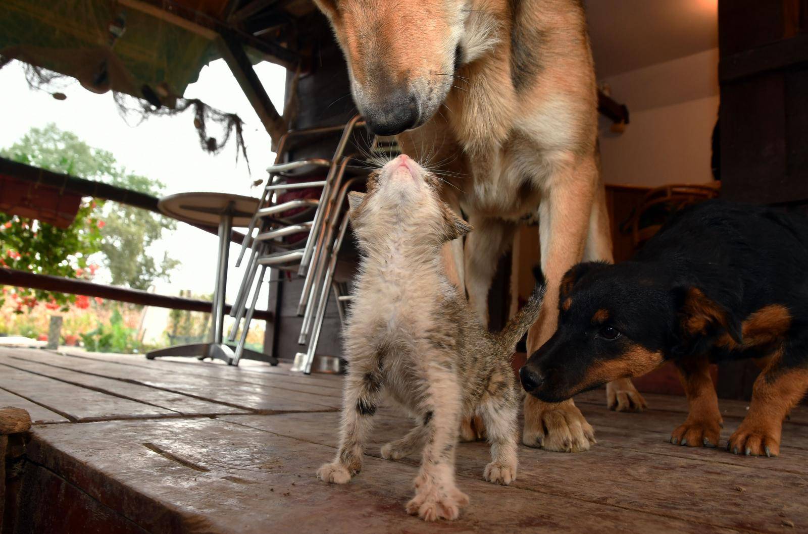 Pas i maca nerazdvojni: 'U dom će skupa, nećemo ih rastaviti'