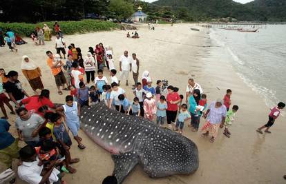 Kitopsina upala u ribarsku mrežu, pa uginula na plaži