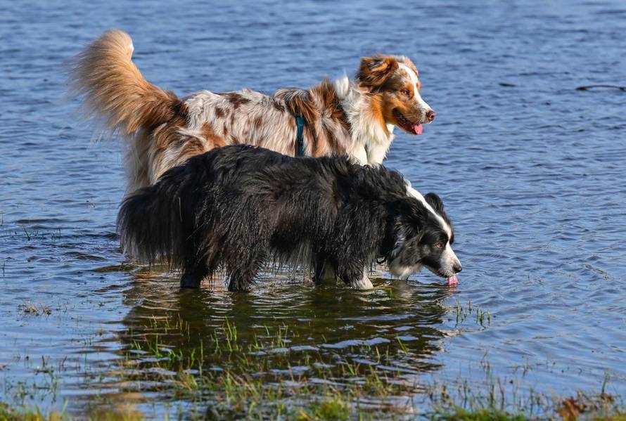 Australian Shepherd and Border Collie