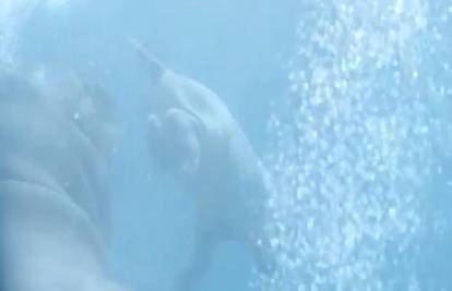 Fascinantno: Tek rođenu bebu nilskog konja majka uči plivati! 