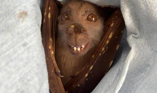 Slatki &scaron;i&scaron;mi&scaron; izazvao pomutnju na internetu: Isti je lik iz crti&cacute;a!
