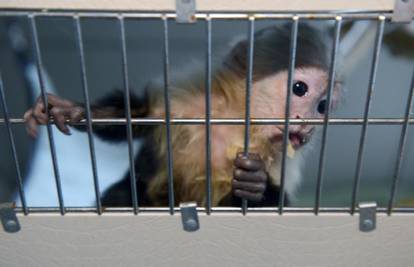Zaboravio na njega: Bieberov majmun boravi iza rešetaka