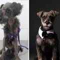Moć ljubavi: Nevjerojatne fotke psića prije i nakon usvajanja