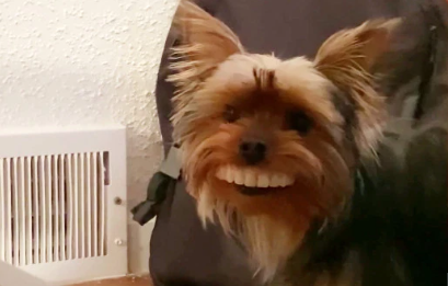 Pas ukrao vlasniku zube: 'Sve sam probudio tu noć smijehom'