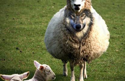 Fifi je vrlo rado bio uz stado: Seljak dao vuku da čuva ovce!