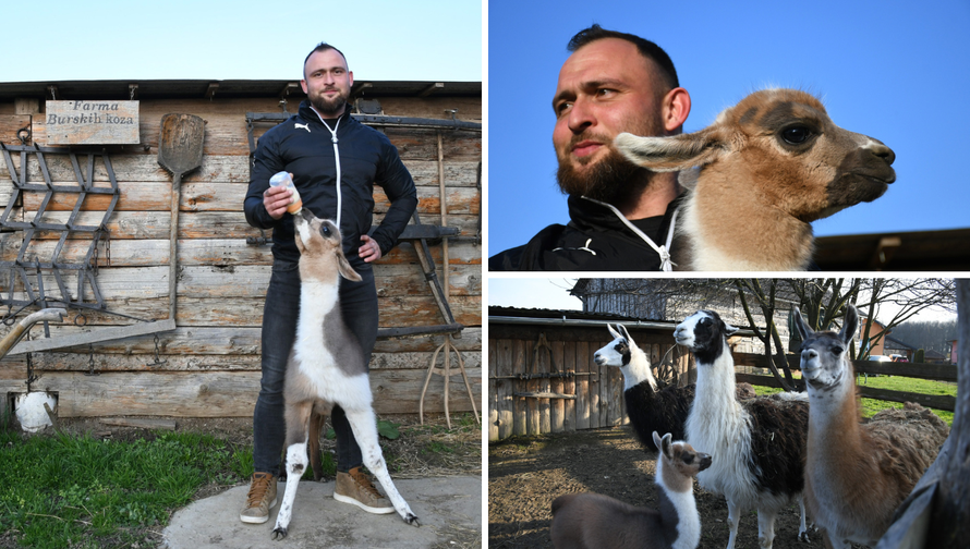 'Beba ljama ostala je bez majke pa ju hranim na dudu. Još nema ime, slušam vaše prijedloge!'