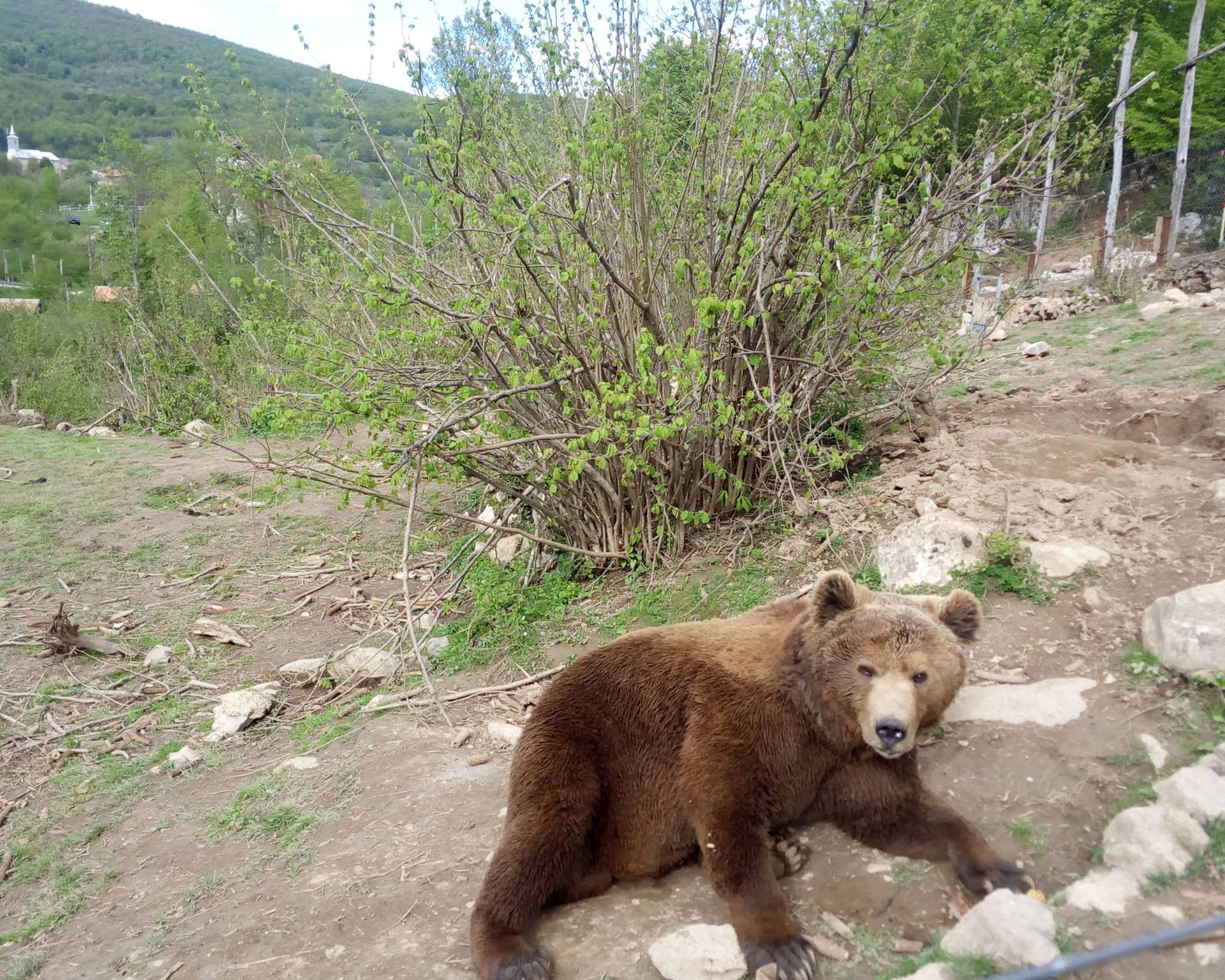 Mladi medo u Kuterevu nakon doručka odmorio je na travi