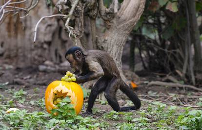 Životinje u zagreba?kom ZOO-u dobile bundeve