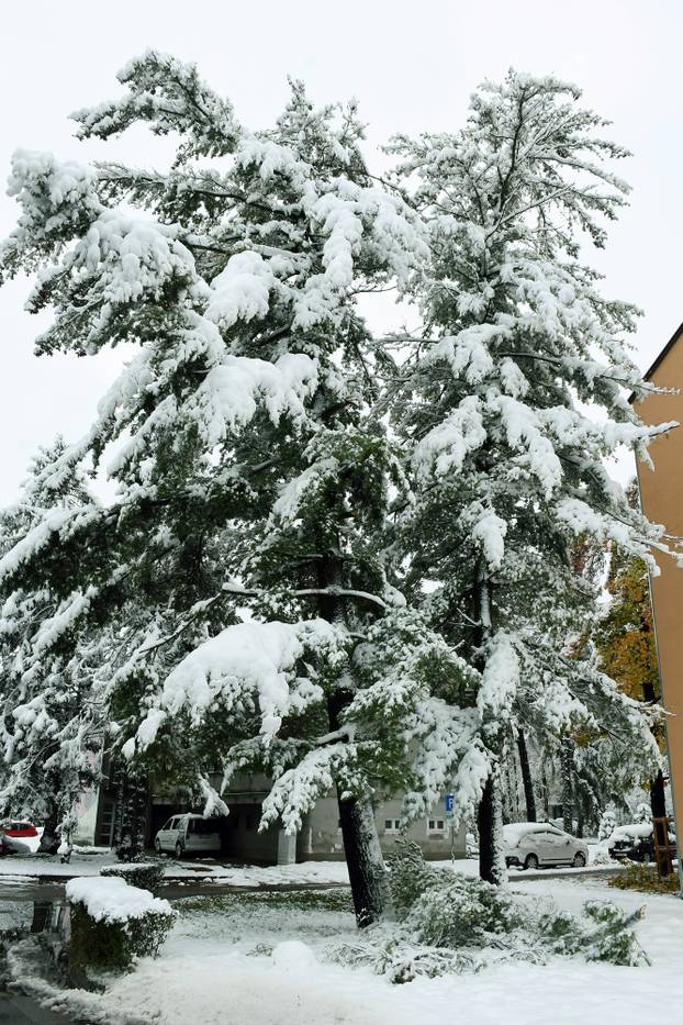 Sisak: Polomljene grane zbog težine snijega