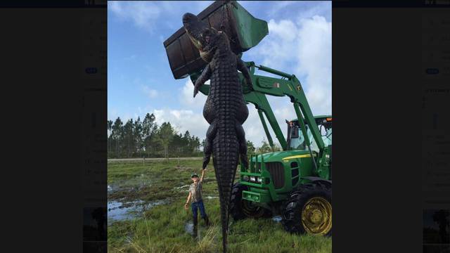 Ubili aligatora od 4,5 metara: Proždirao im je krave na farmi