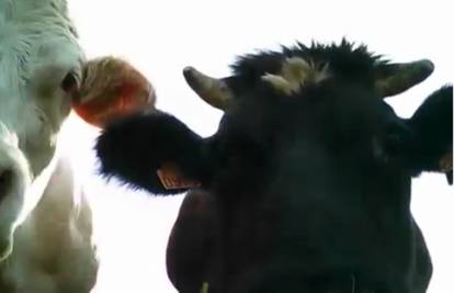 Krave na livadi pronašle kameru i snimile 'selfie'