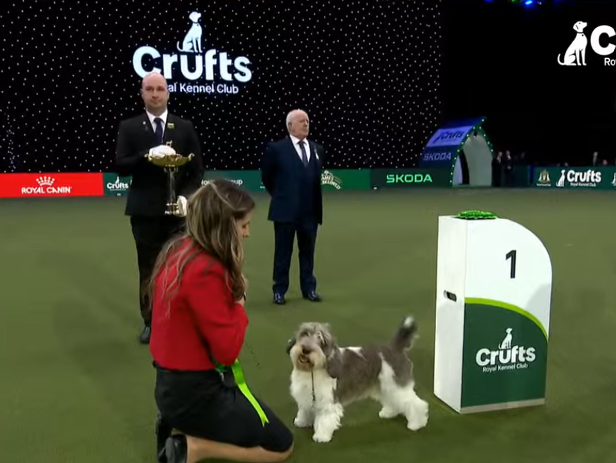 Naša Meghan, najljepši pas na svijetu, ušla u finale najveće i najstarije kraljevske izložbe!