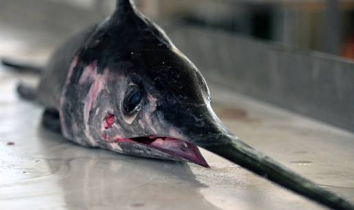 FOTO Sabljarka od 25 kilograma oduševila na šibenskoj ribarnici