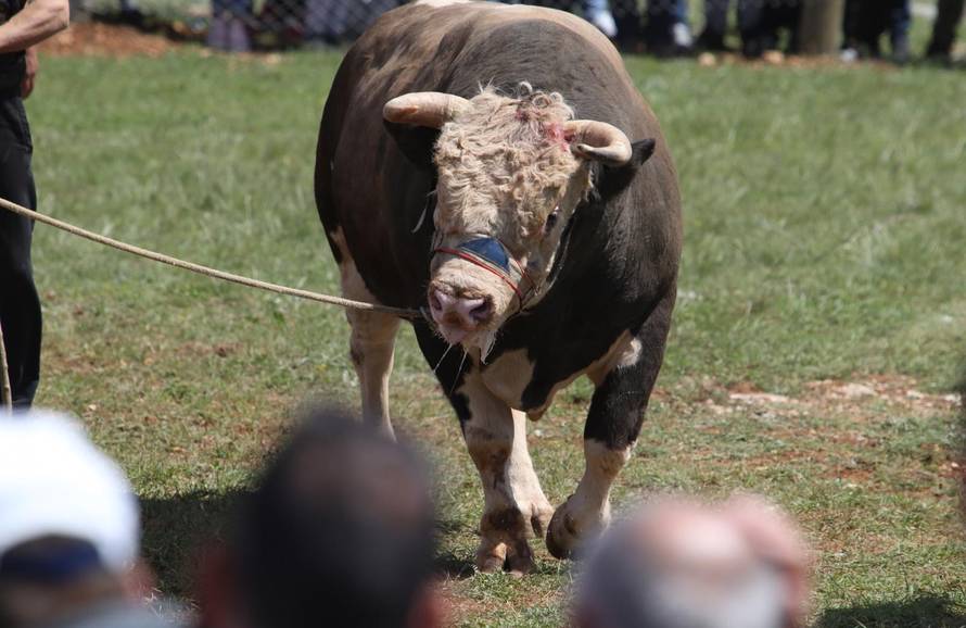 'Ne damo Peronji da viđa krave prije borbe. On bi se zaljubio!'
