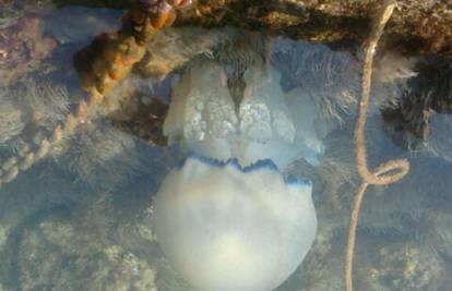 Meduza je doplivala do plićaka luke u Senju i pozirala ribaru