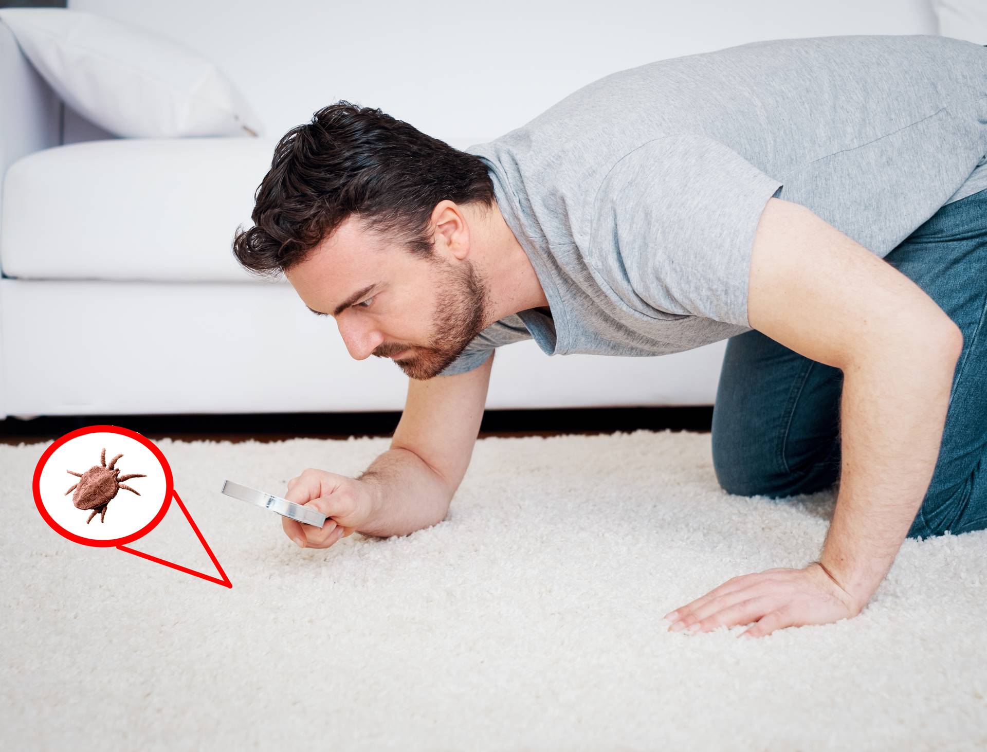 Man checking for carpet dust mites and bug parasites