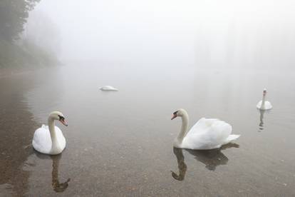 FOTO Mjesto Bisko je 'nestalo' pod gustom maglom, Karlovac je izgledao kao u bajci...