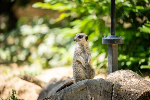 Zagreb: Životinje u Zoološkom vrtu odmaraju tijekom vrućina