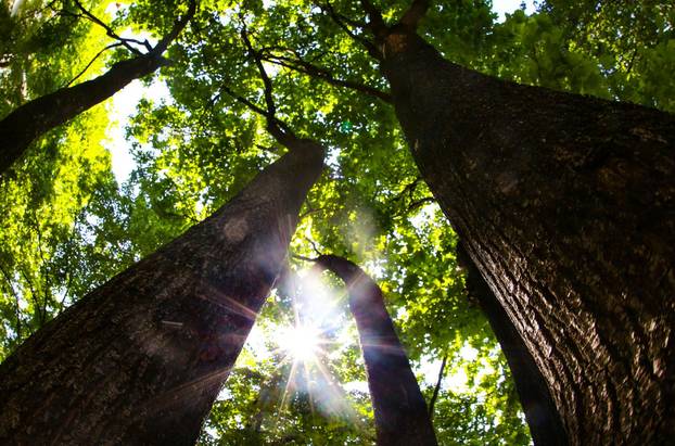 Na današnji dan obilježava se Dan planeta Zemlje