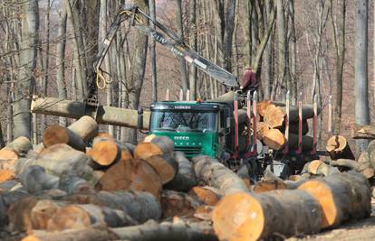 Tragedija kraj Garešnice: Čovjek poginuo dok je rušio stablo