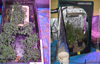 FOTO Muškarac (44) u stanu u Zagrebu uzgajao marihuanu: 'Imao je 226 stabljika konoplje'