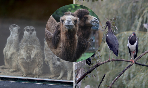 Parovi ZOO vrta ne skrivaju da se vole: '10 godina su zajedno'