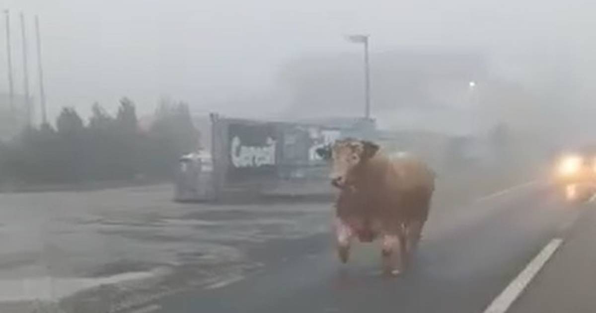 A bull escapes from the village this morning, reportedly killed in self-defense