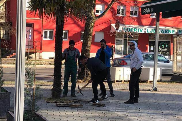 Bizarne scene u Mostaru: Htjeli prodati gradsku palmu preko oglasnika, krenuli je iskopavati