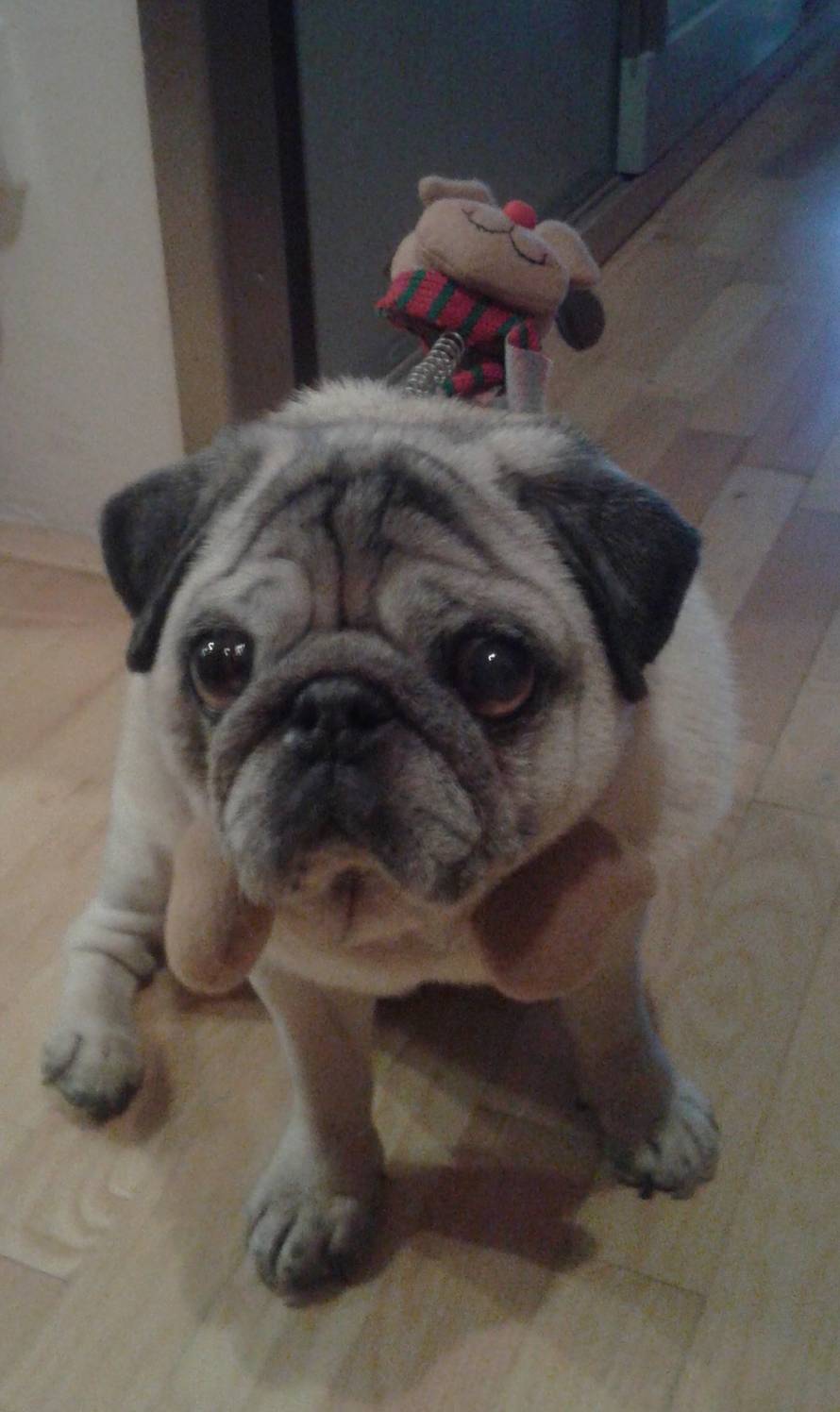 24ljubimci/Fotografije čitatelja