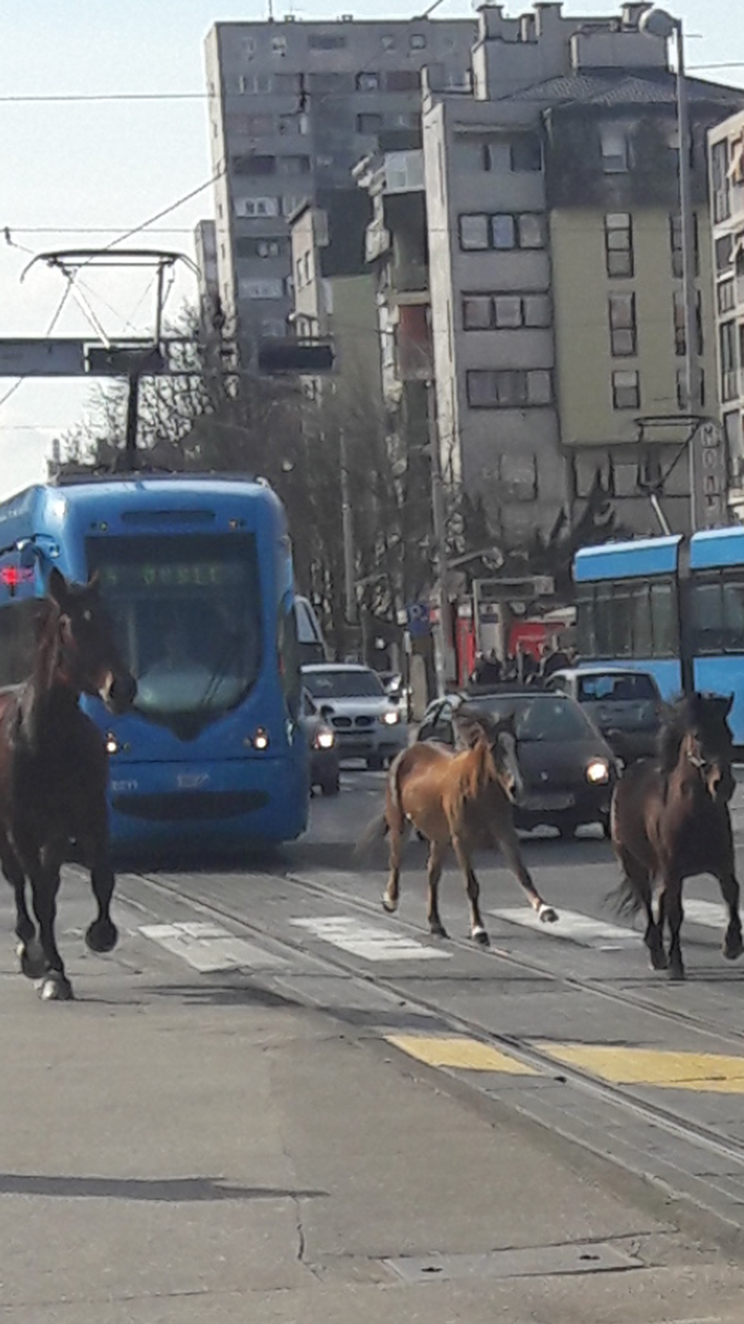 Šok! Ljudi iz tramvaja u čudu gledali konje na Maksimirskoj