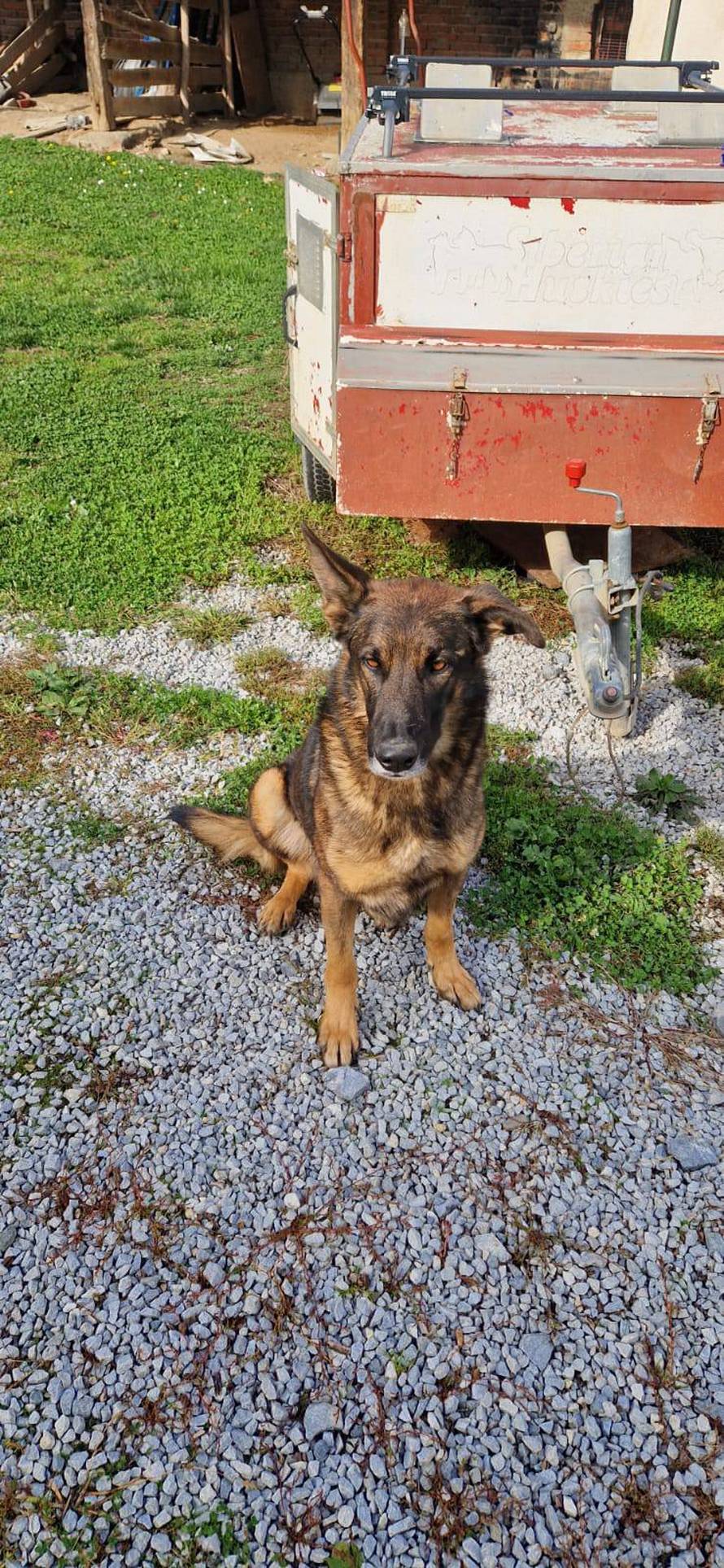 Udomite pse koji su tražili mine: 'Hrabro su spašavali ljudske živote, a sada traže novi dom'