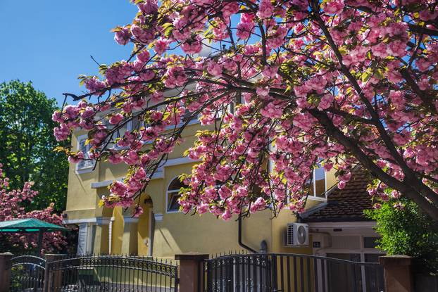 Zagreb: Rascvjetala stabla u Šulekovoj ulici, najljepšoj ulici u gradu