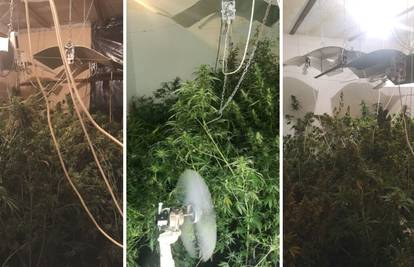 VIDEO Našli ilegalni laboratorij za uzgoj marihuane. Goričkom dileru zaplijenili 11.8 kila trave
