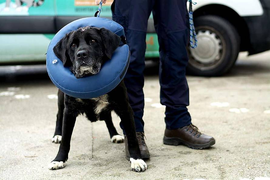 Zatukao psa šipkom i ostavio da umre: Spasili ga dobri ljudi