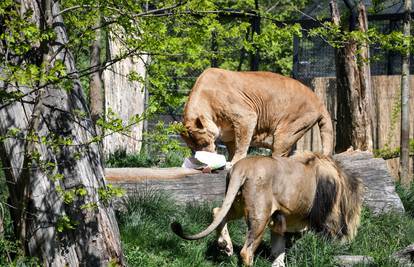 I lavovi vole jaja, dokazali su to u zoološkom vrtu u Zagrebu