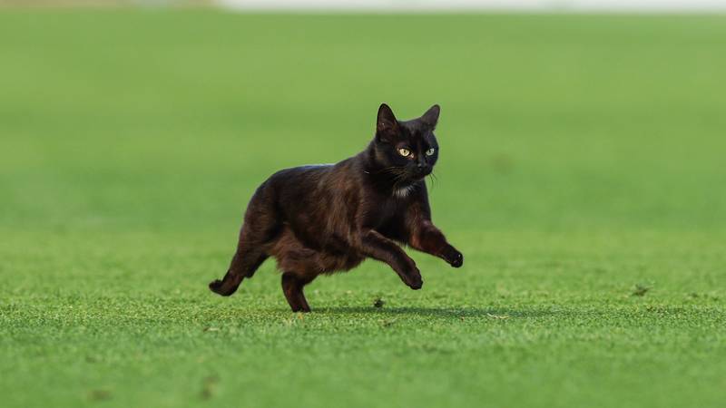 FOTO Gatto nero nesretna za Gattusa i hajdukovce: Ovo su najbolji 'memeovi' derbija 21 pxl 030525 132146831 M1HTcet