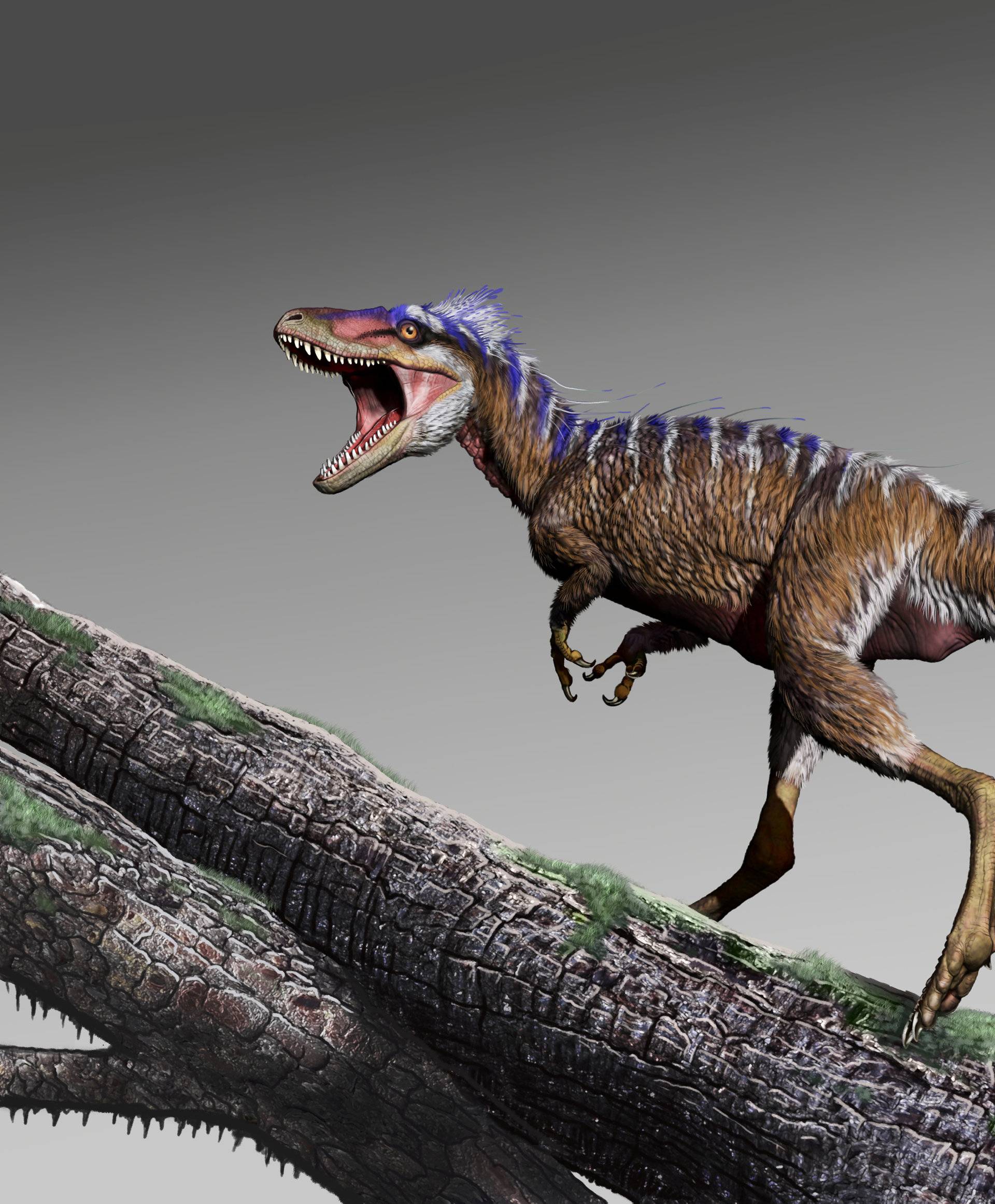 Cretaceous Period dinosaur Moros intrepidus whose fossils were unearthed in central Utah in this artist reconstruction