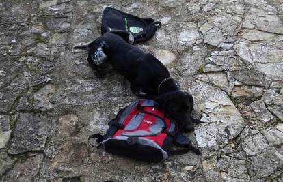 Pas je otkrio kilogram heroina: Diler ga nosio busom u ruksaku